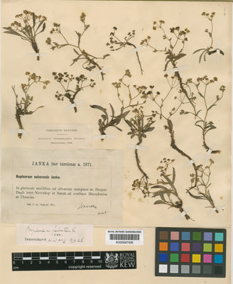 Kew Gardens K000697436:  Janka [s.n.] Bulgaria