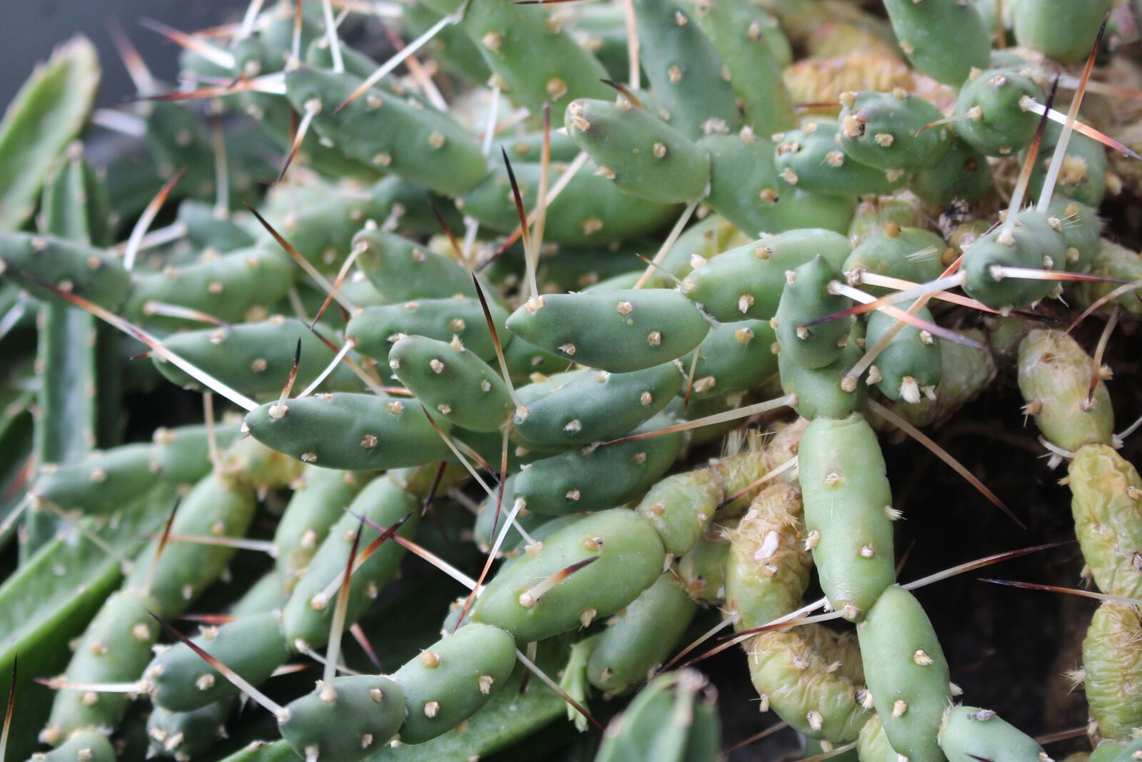 Maihueniopsis glomerata kaynak görseli
