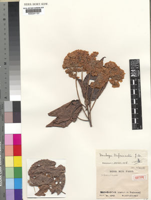 Kew Gardens K000241157:  Dufournet [s.n.] Madagascar