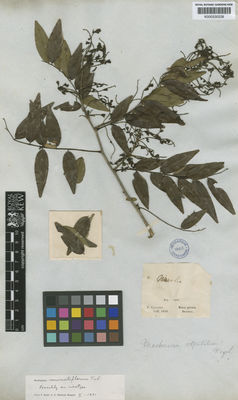 Kew Gardens K000530228:  Claussen, P. [s.n.] Brazil