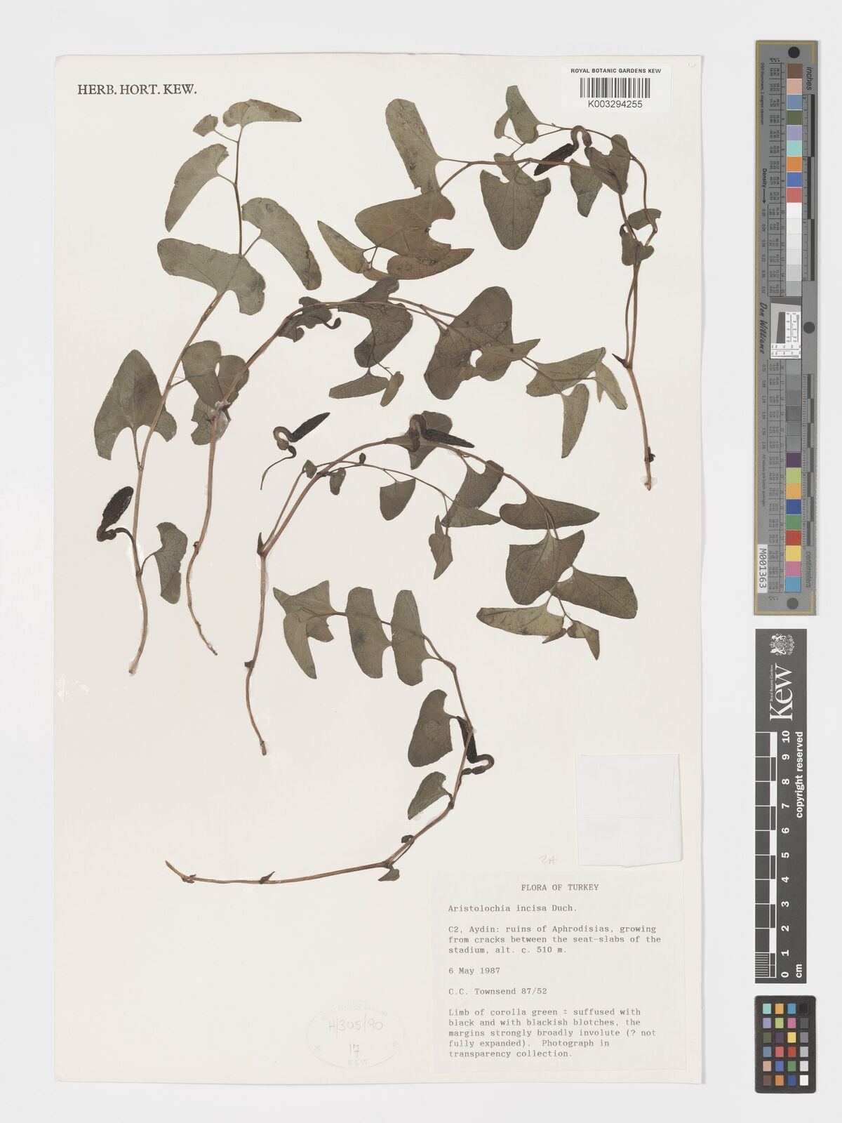 Aristolochia incisa