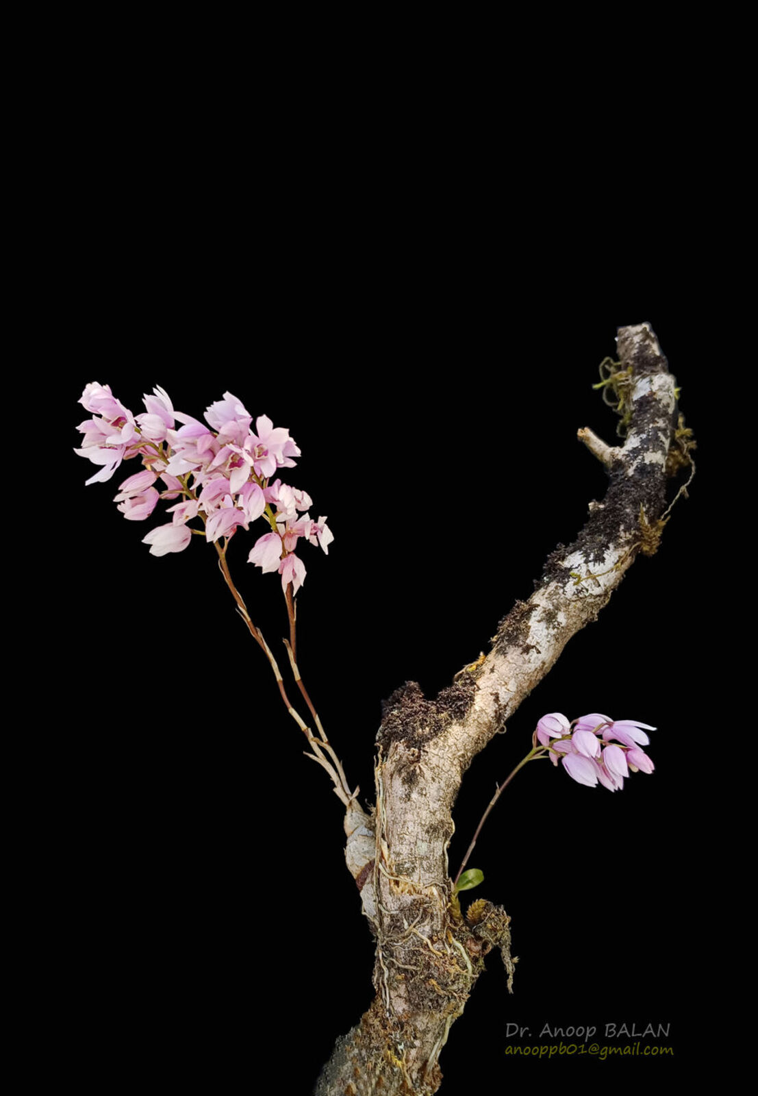 Dendrobium anamalayanum