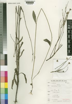 Kew Gardens K000306790:  Devred, R. [2949] Congo, Democratic Republic of the