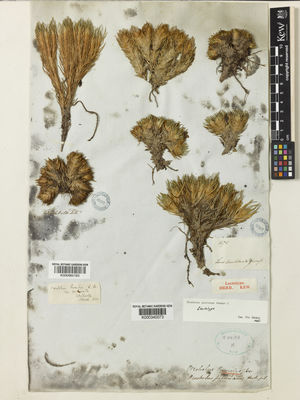 Kew Gardens K000340073:  s.coll. [1475] New Zealand