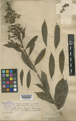 Kew Gardens K000497585:  [Lehmann, F.C.] [2984] Colombia