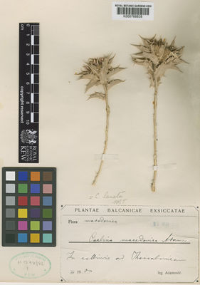 Kew Gardens K000768838:  Adamovic, L. [s.n.] Greece