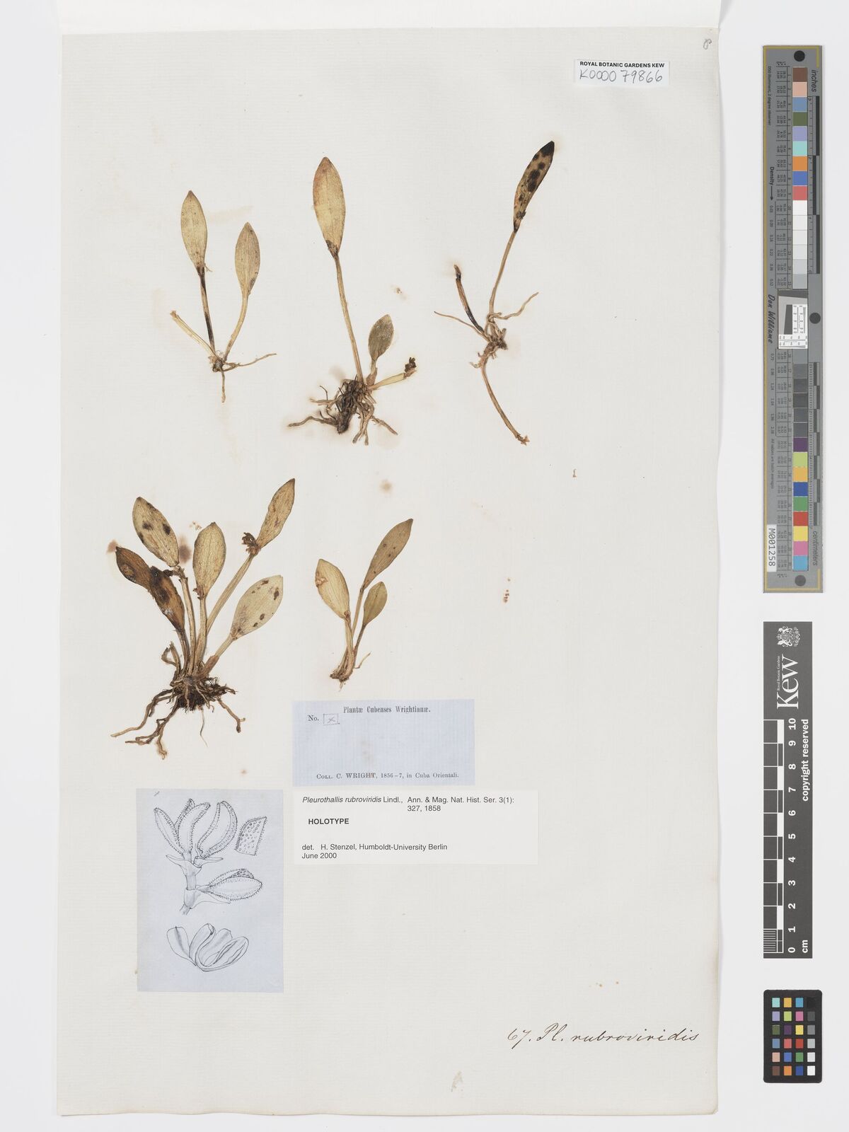 Kew Gardens K000079866:  Wright, C. [x] Cuba