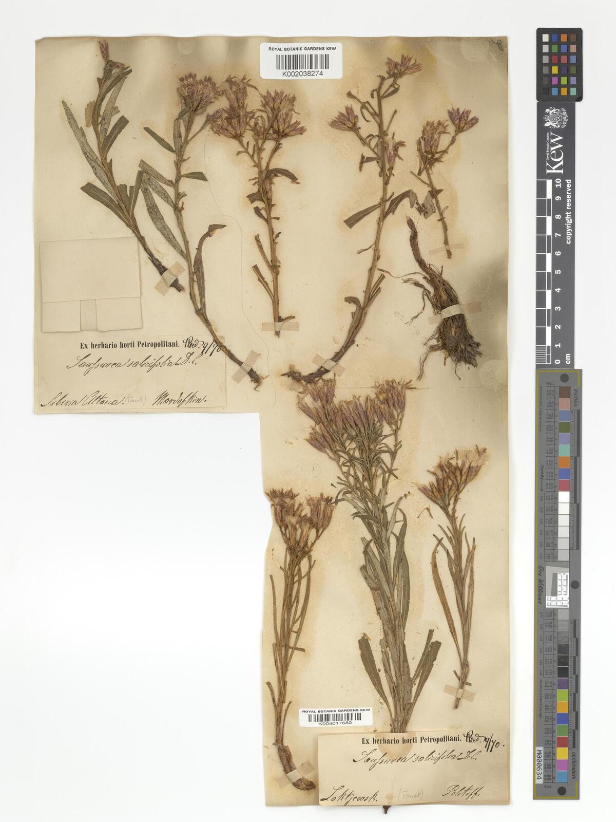 Saussurea salicifolia (L.) DC. | Plants of the World Online | Kew Saussurea salicifolia (L.) DC. | Plants of the World Online | Kew
