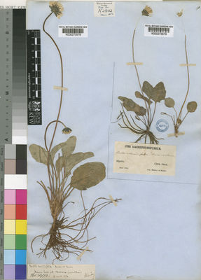 Kew Gardens K000273578:  Wariay, A. [s.n.] Algeria