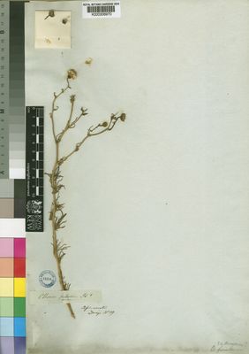 Kew Gardens K000306970:  Drege [s.n.] South Africa