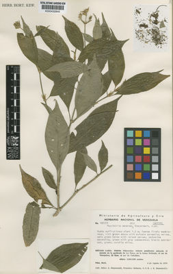 Kew Gardens K000432845:  Steyermark, J.A.; Delascio, F.; Dunsterville, E. [103354] Venezuela