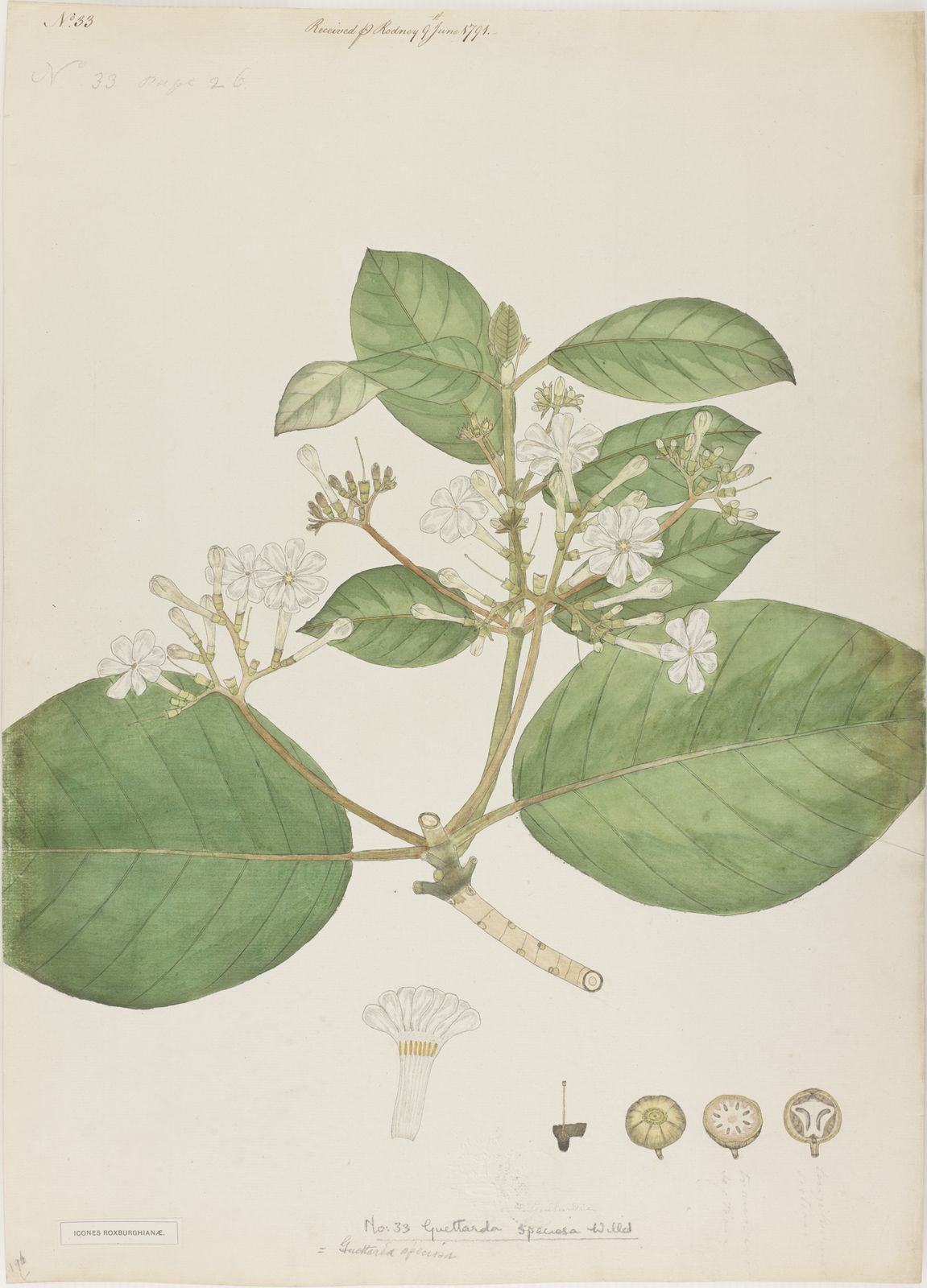 Guettarda speciosa L. | Plants of the World Online | Kew Science