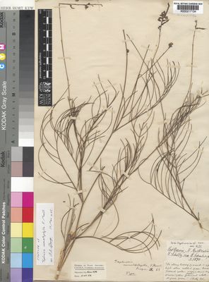 Kew Gardens K000217134:  Schultz, F. [s.n.] Australia