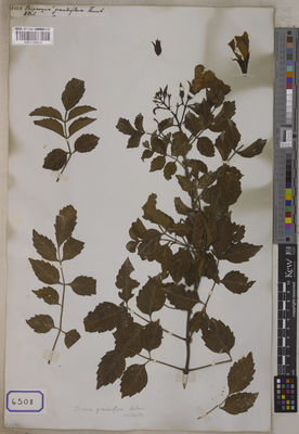 Kew Gardens K001124073:  s.coll. [Cat. no. 6508]