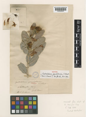 Kew Gardens K000848454:  Stuart, D. [s.n.] Australia