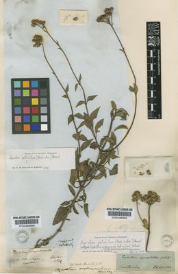 Kew Gardens K000488669:  Oersted, A.S. [s.n.] Costa Rica