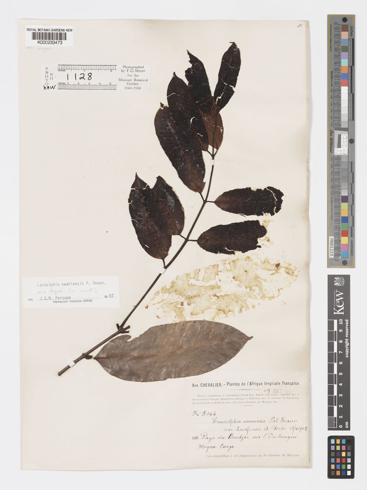 Kew Gardens K000233473:  Chevalier, A. [5144] Congo, Republic of the