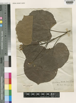 Kew Gardens K000380339:  Wight, R. [s.n.] Indian Subcontinent