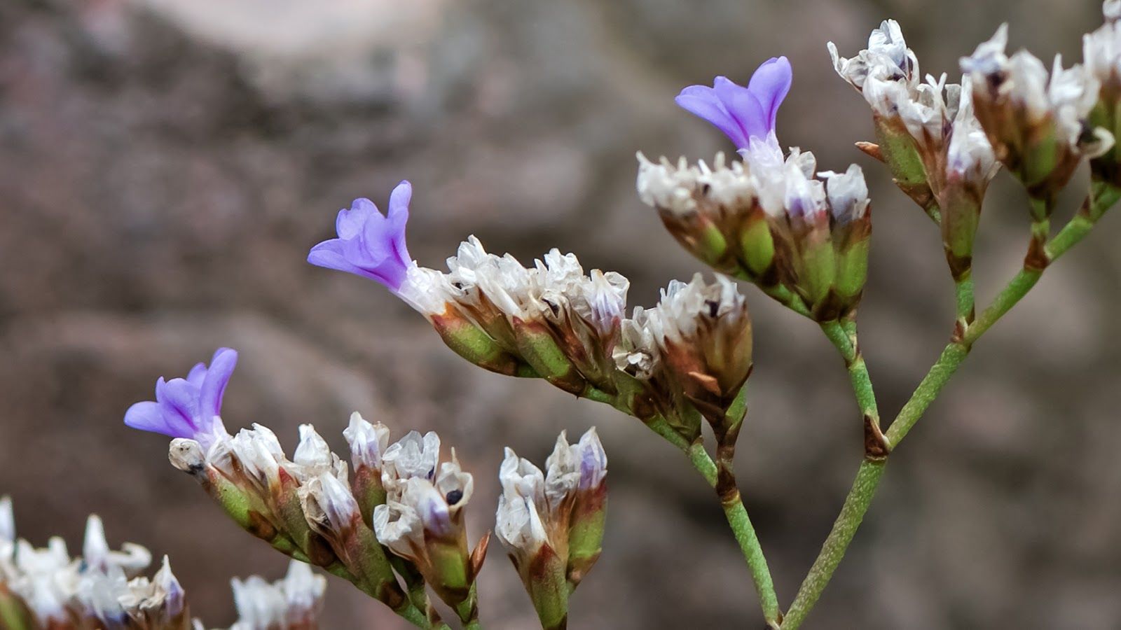 © copyright of the Board of Trustees of the Royal Botanic Gardens, Kew.