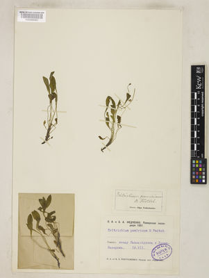 Kew Gardens K000895921:  Fedtschenko, O.A.; Fedtschenko, B.A. [s.n.]