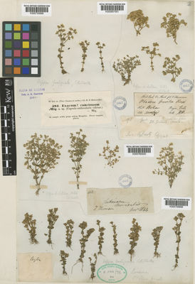 Kew Gardens K000759998:  s.coll. [s.n.] Sri Lanka