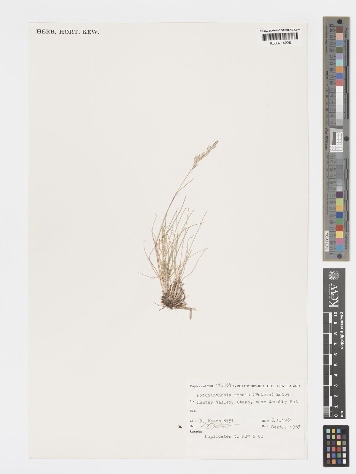 Rytidosperma tenuius