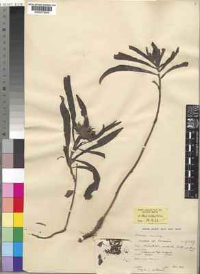 Kew Gardens K000273345:  Mildbraed, J. [9387] Cameroon