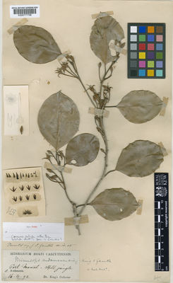 Kew Gardens K000777706:  Dr. King's Collector [s.n.] India