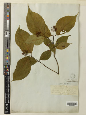 Kew Gardens K000634980:  s.coll. [1061] Colombia