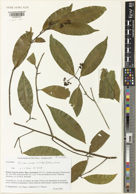 Kew Gardens K000872557:  Fiaschi, P.; Pirani, J.R.; Mafezoli, J.; Petacci, F. [271] Brazil