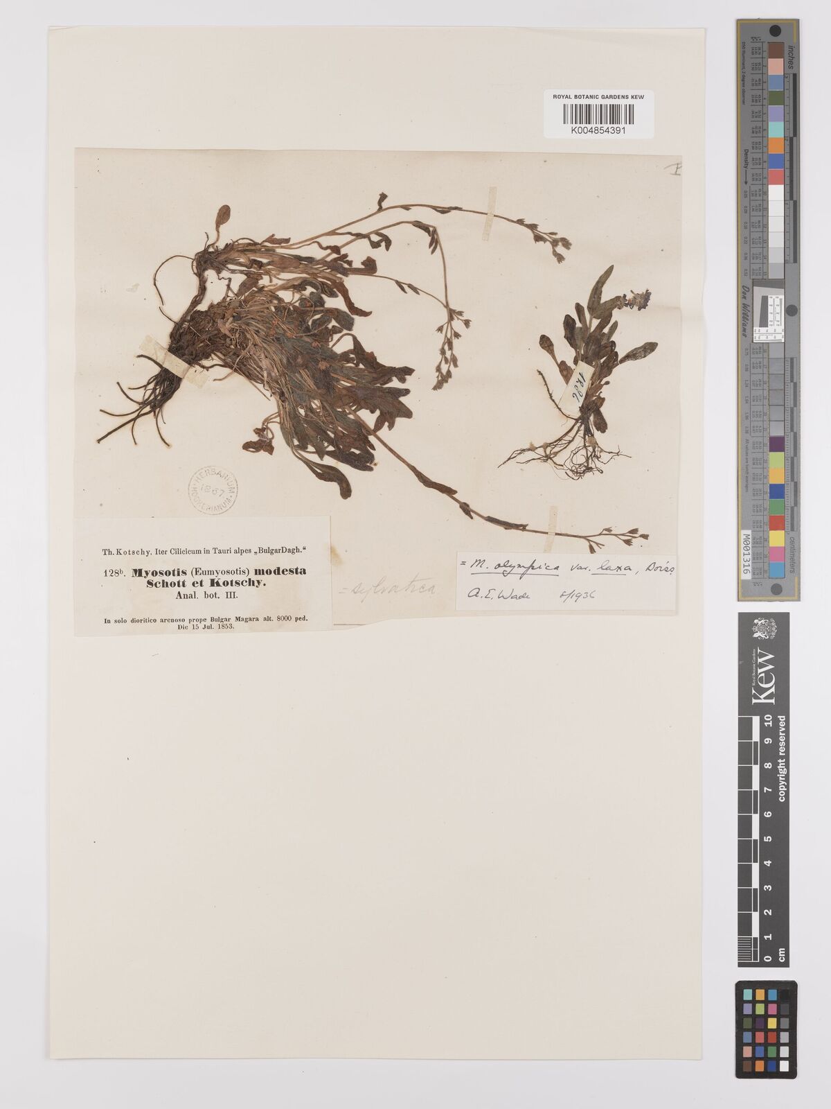 Myosotisページ Myosotis alpestris subsp. alpestris | Plants of the World Online