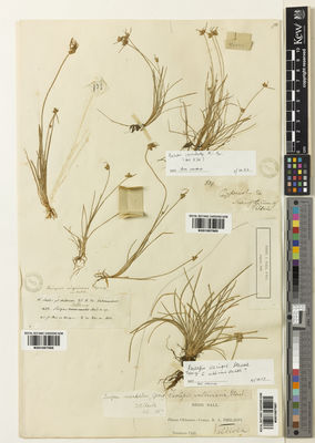 Kew Gardens K001067985:  s.coll. [839] Chile