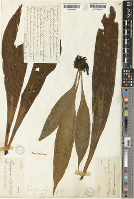 Kew Gardens K000689869:  Korthals, P.W. [s.n.] Indonesia