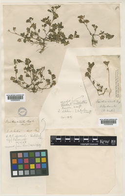 Kew Gardens K000859005:  Royle [s.n.] India