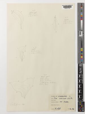 Kew Gardens K000077527:  Whyte, A. [s.n.] Malawi