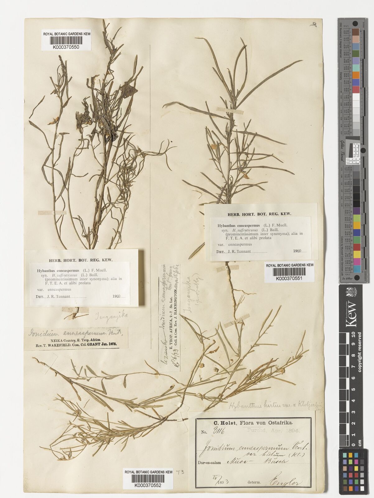 Kew Gardens K000370552:  Holst, C. [3116] Tanzania