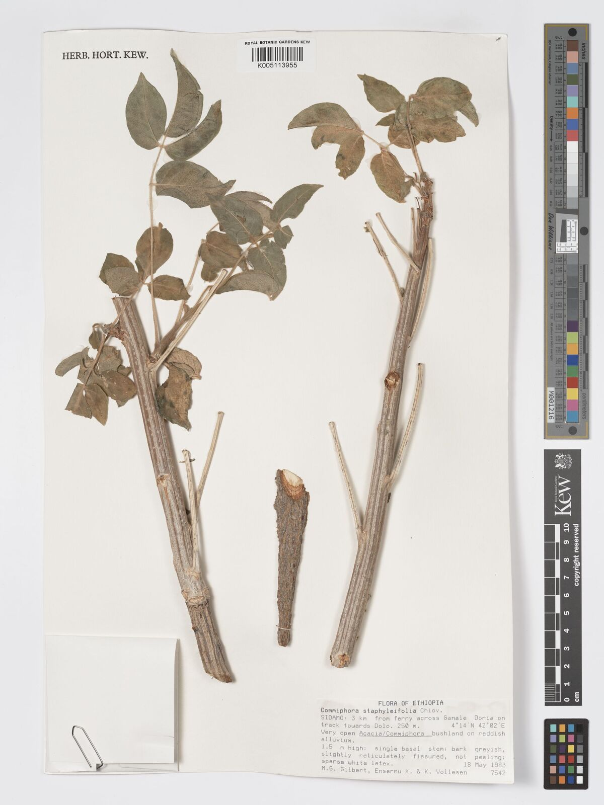 Commiphora staphyleifolia Chiov. | Plants of the World Online | Kew Science