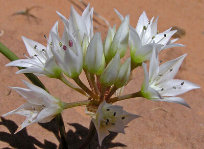 Allium nevadense S.Watson | Plants of the World Online | Kew Science