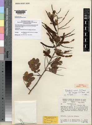 Kew Gardens K000090179:  Mori, S.; Silva, L.A.M.; Santos, T.S.; Kallunki, J.A.; Pennington, T.D. [9501] Brazil