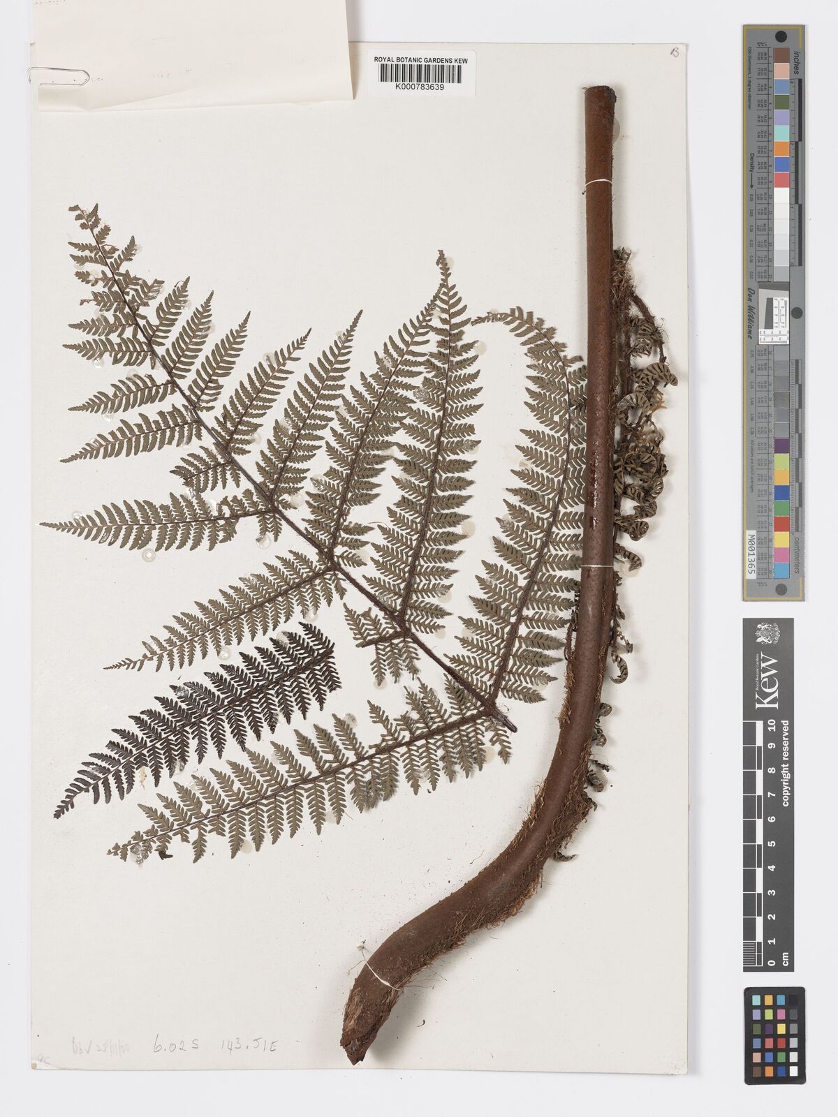 Cyathea nigrolineata