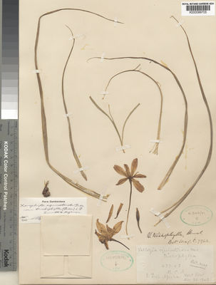 Kew Gardens K000099705:  Buchanan [s.n.] Mozambique