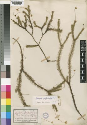 Kew Gardens K000307153:  MacOwan, P. [s.n.] South Africa