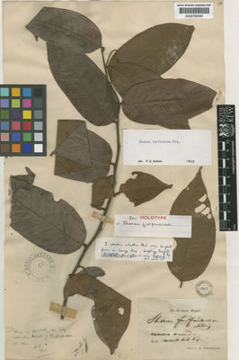 Kew Gardens K000700580:  Teijsmann, J.E. [s.n.] Indonesia