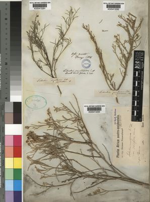 Kew Gardens K000413291:  Drege [s.n.] South Africa