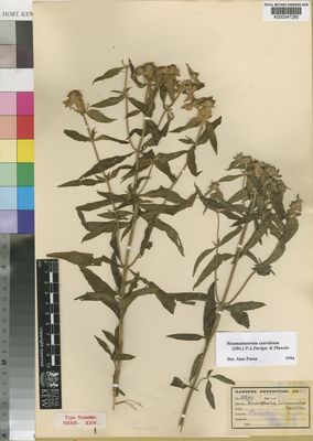 Kew Gardens K000347280:  Kässner, T. [2601] Congo, Democratic Republic of the