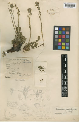 Kew Gardens K000730129:  White, J., C. [s.n.] Bhutan