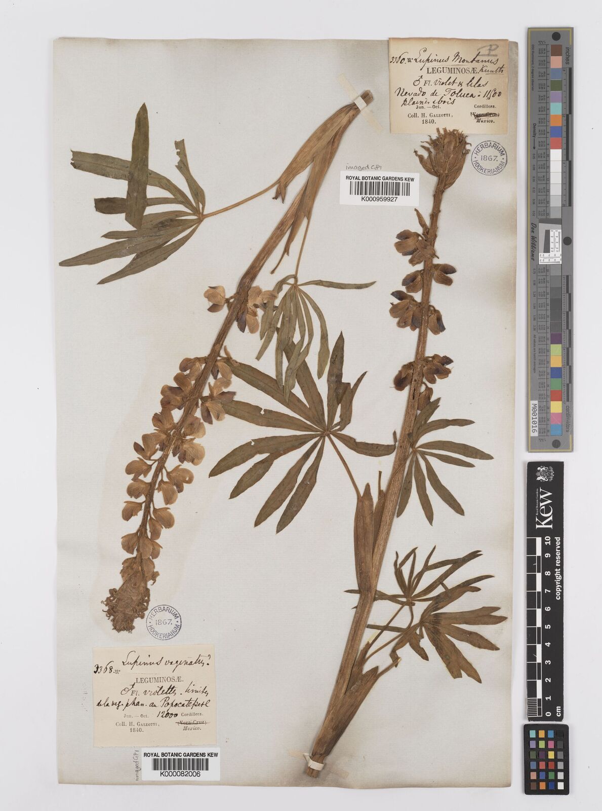 Kew Gardens K000959927:  Galeotti, H.G. [3360] Mexico