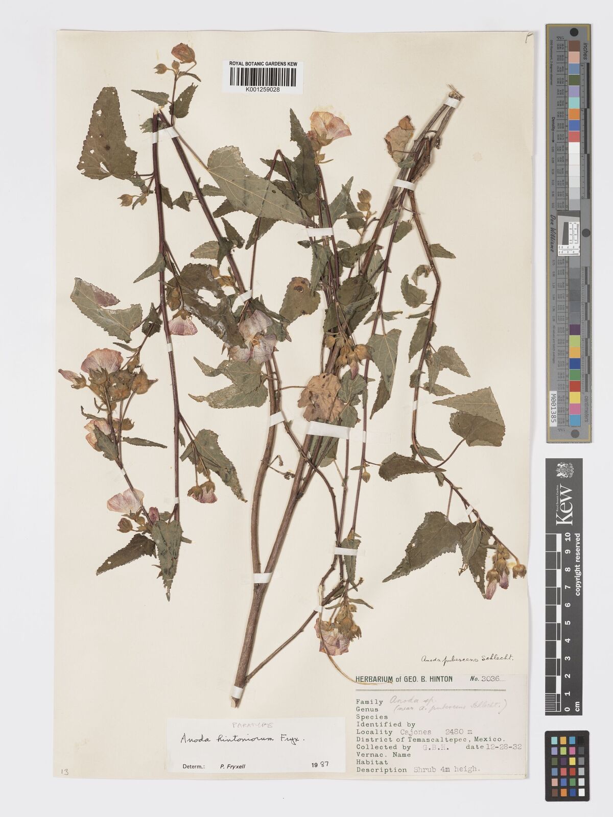 Kew Gardens K001259028:  Hinton, G.H. [3036] Mexico