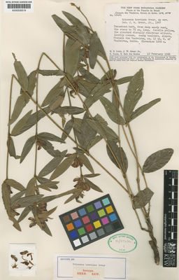 Kew Gardens K000530019:  Irwin, H.S.; Grear Jr., J.W.; Souza, R.; Santos, R.R. [12461] Brazil