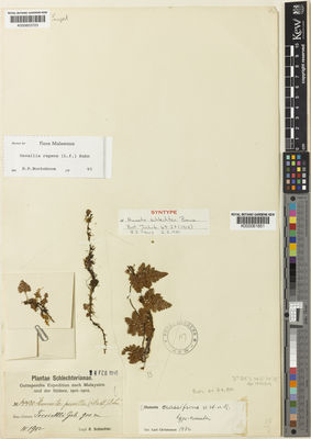 Kew Gardens K000603723:  Schlechter, R. [14430] Papua New Guinea